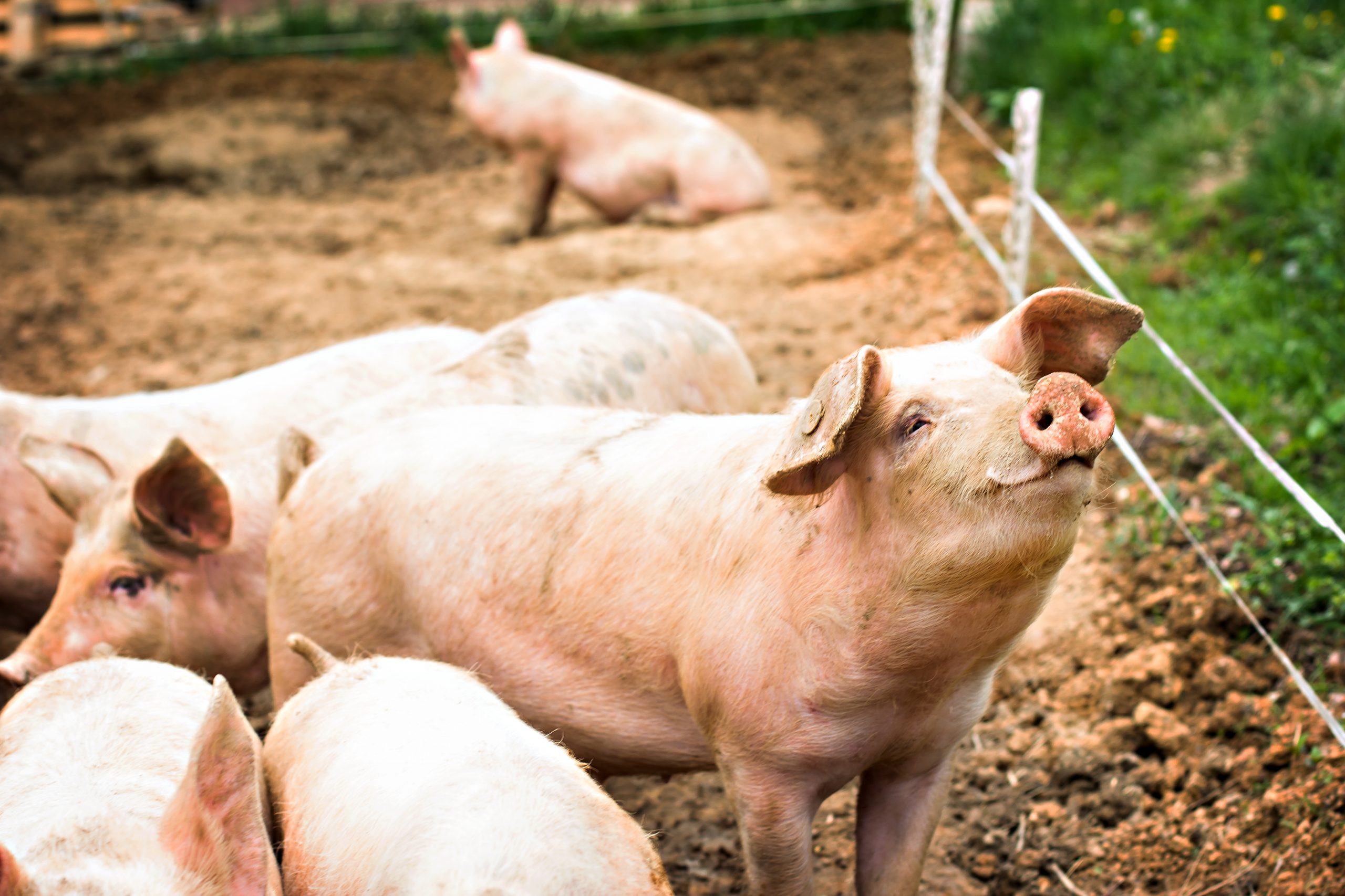 pigs in a pen such as this may have been similar to what the prodigal son fed.